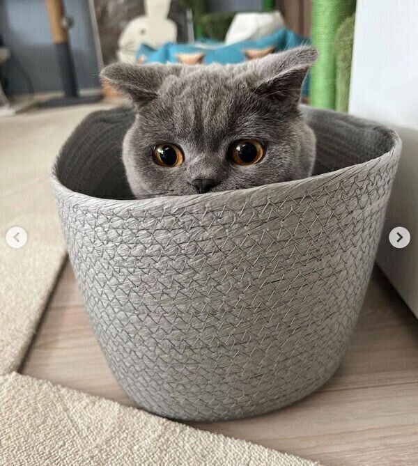 カゴの中に入るトロくん