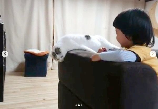 ソファの背もたれでだれるスコティッシュフォールド