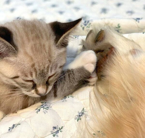 オペルちゃんと手を繋ぐネルちゃん