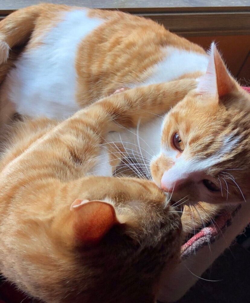 子猫のれおくんの相手をするじんくん