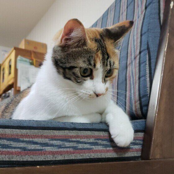 三毛猫のルビィちゃん