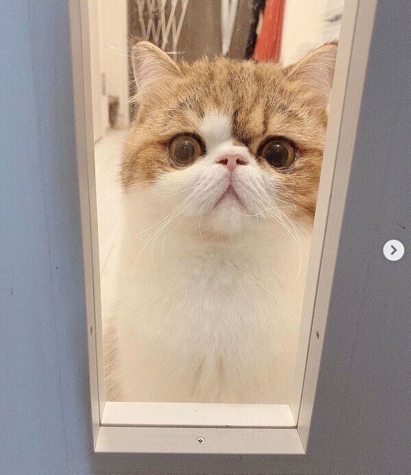 ドアの前で待機するよもぎくん