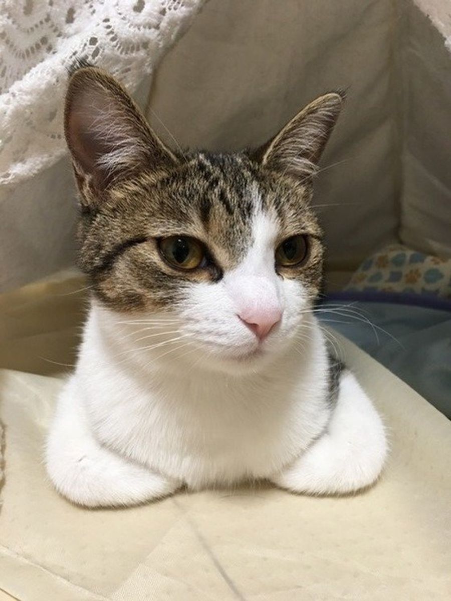 前足のしまい方に注目 香箱座り は 本当に楽なのか ねこのきもちweb Magazine 前足のしまい方に注目 香箱座り は 本当に楽なのか ねこのきもちweb Magazine