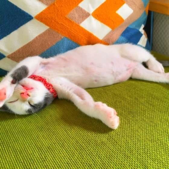 仰向けで舌を出したまま寝る子猫