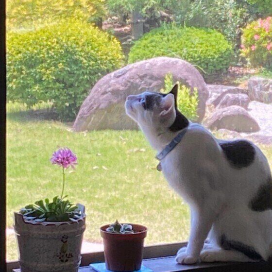 白黒猫のまめちゃん