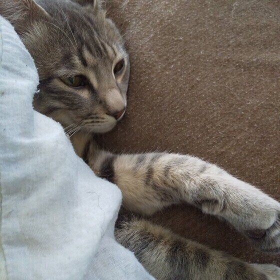 布団の中で一緒に寝る猫