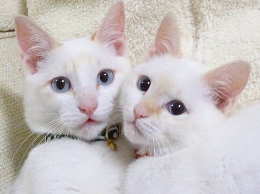 顔をくっつける噛太郎くん、たま子ちゃん