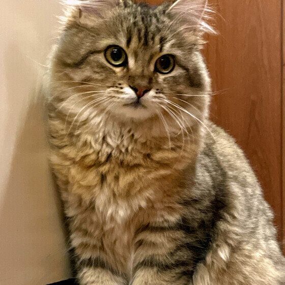 サイベリアンのミミンヌちゃん