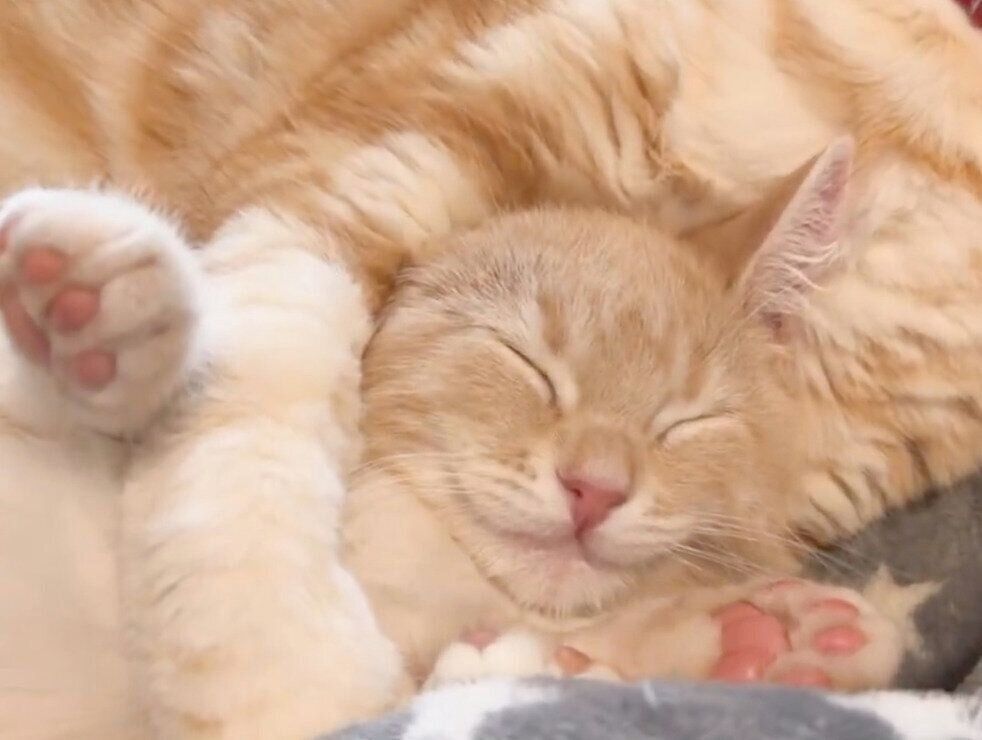 幸せそうな顔をするミクくん