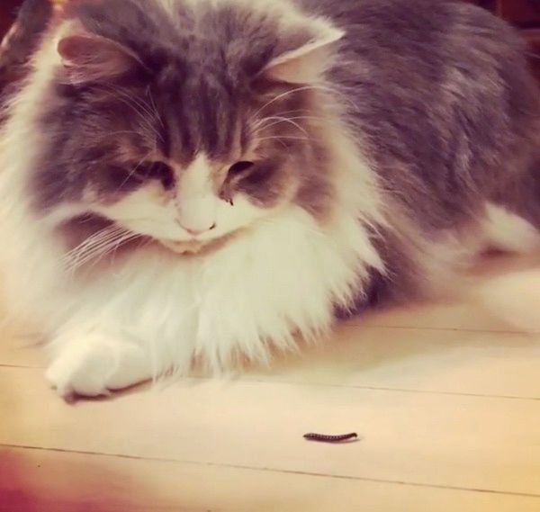 虫が気になる猫