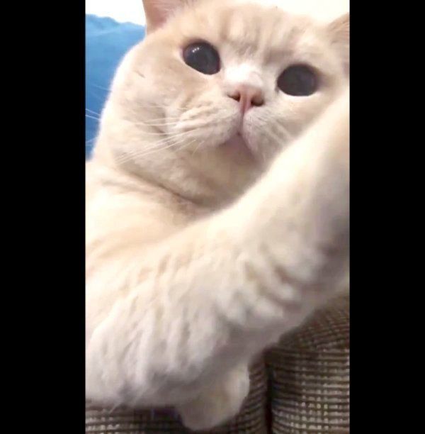 ゴロゴロと喉を鳴らすぽてとくん