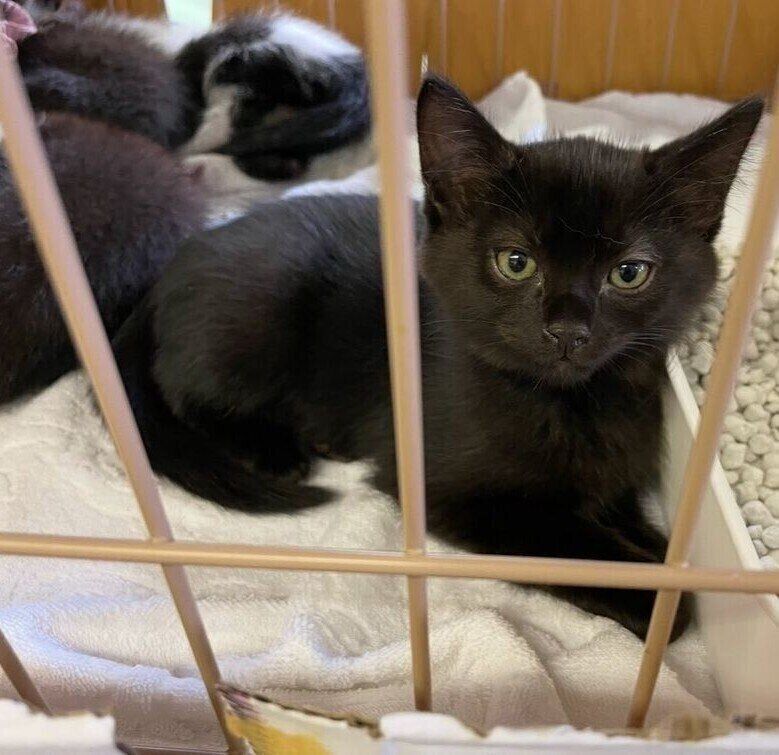 譲渡会で初めて会ったときのさすけくん