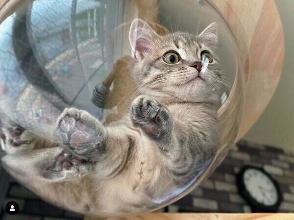 キャットタワーでくつろぐししゃもくん