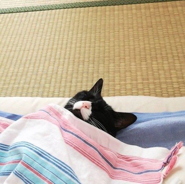 畳の部屋で布団で仰向けに寝ている猫