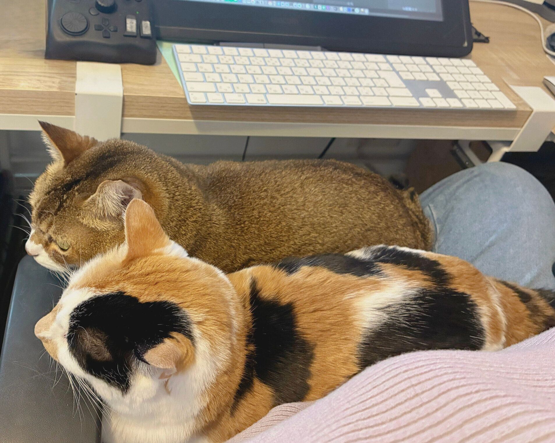 飼い主さんの膝の上に乗るしらすちゃん、おこめちゃん