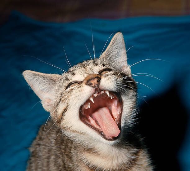 あくびをする猫