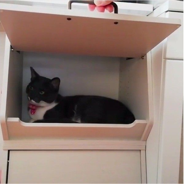 かくれんぼ大好きニャンコ