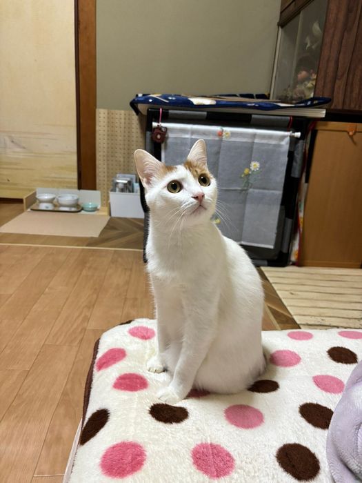 成長後の小太郎くん 見違えるほどきれいに
