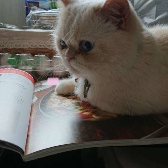 本の上にのるさねすけくん