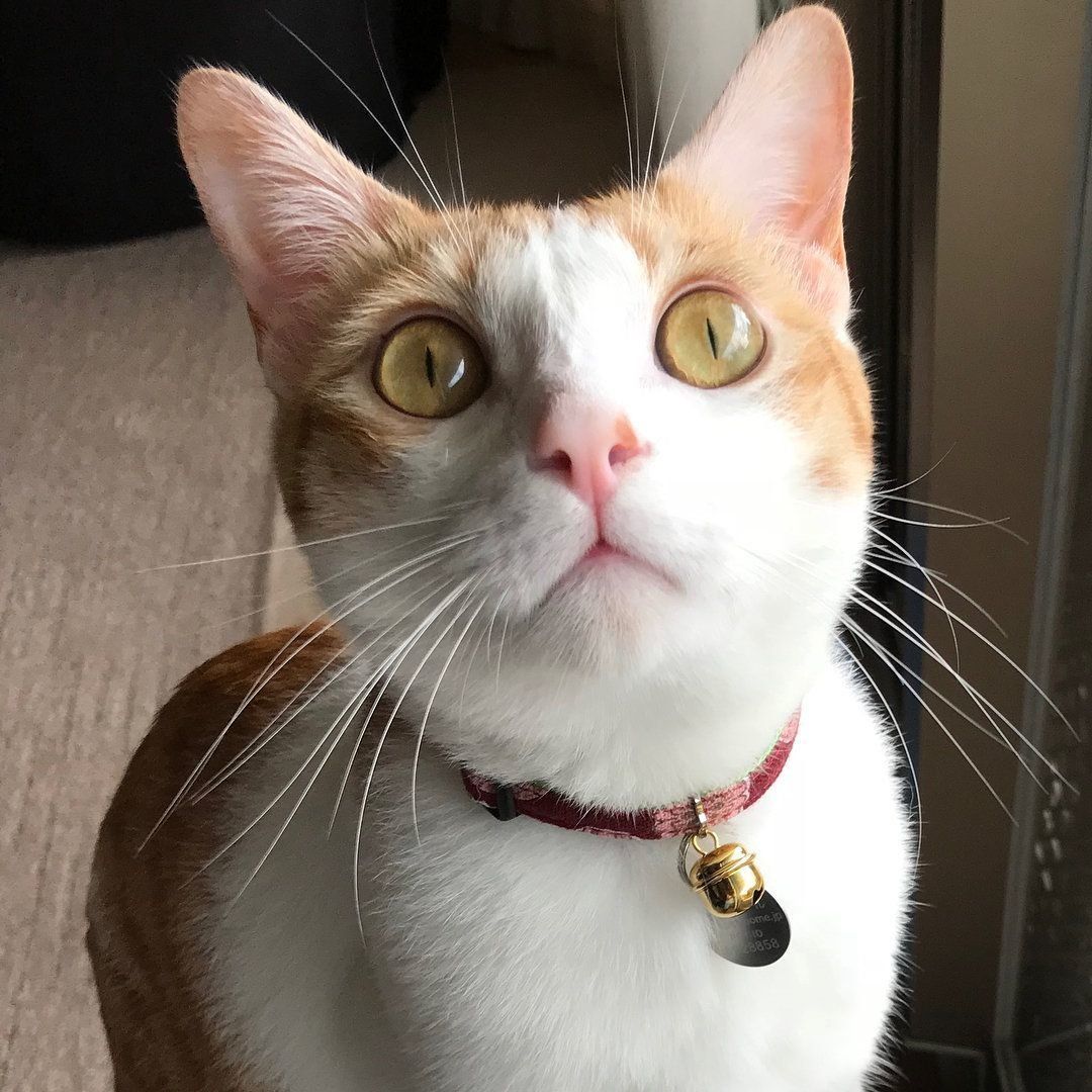22 猫 ひげ お守り ラッキーアイテム リアル 髭 ヒゲ Myearnitapp Com