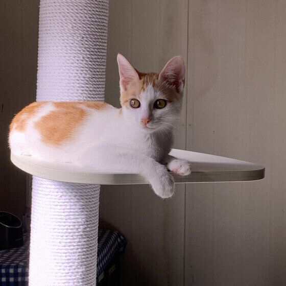 MIX茶×白の ゆりちゃん