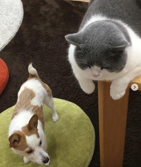 ワンコをお迎えするブリティッシュショートヘア