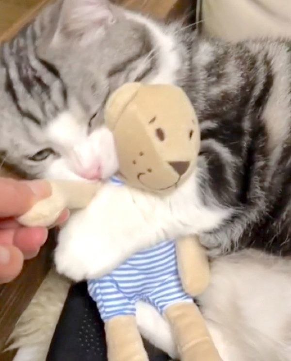 ぬいぐるみを抱えるマンチカン