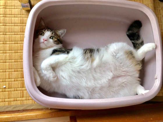 トイレの場所がお気に入りなキジトラ