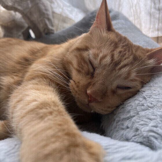 おねんね中の茶トラMIXのチャチャくん