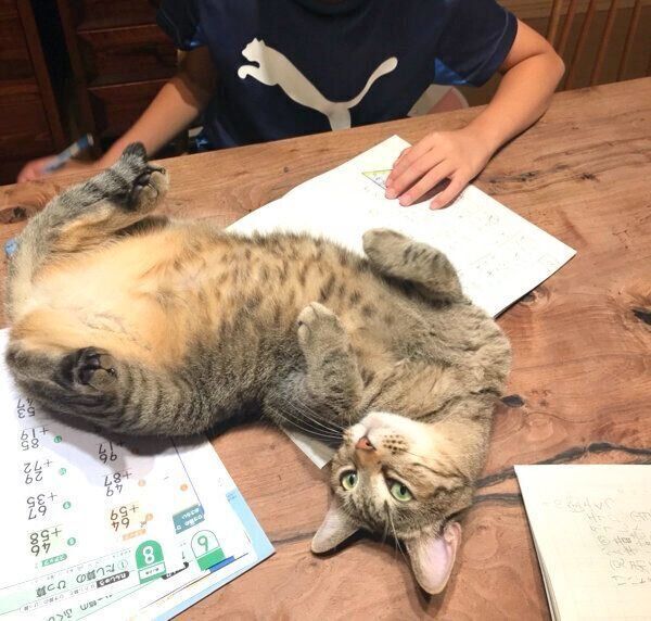 寝転がるおもちちゃん