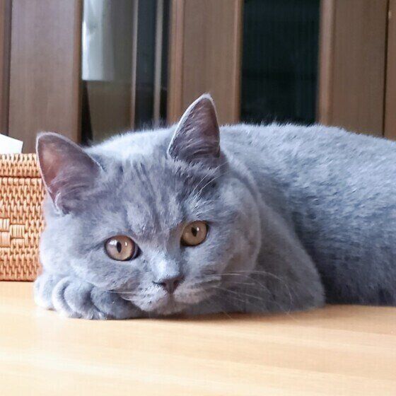 ブリティッシュショートヘアのモコちゃん