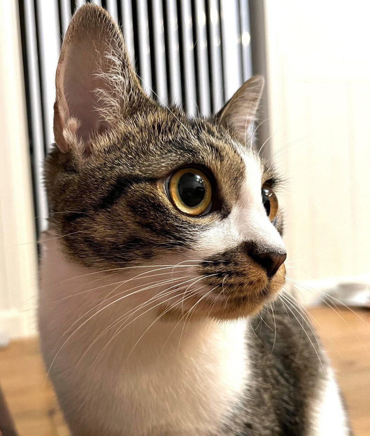 横顔が美しいぽんずちゃん