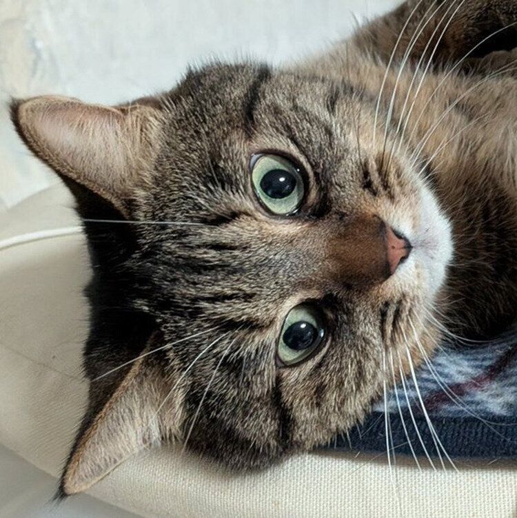 飼い主さんが起き抜けに見かけたCielちゃんの顔