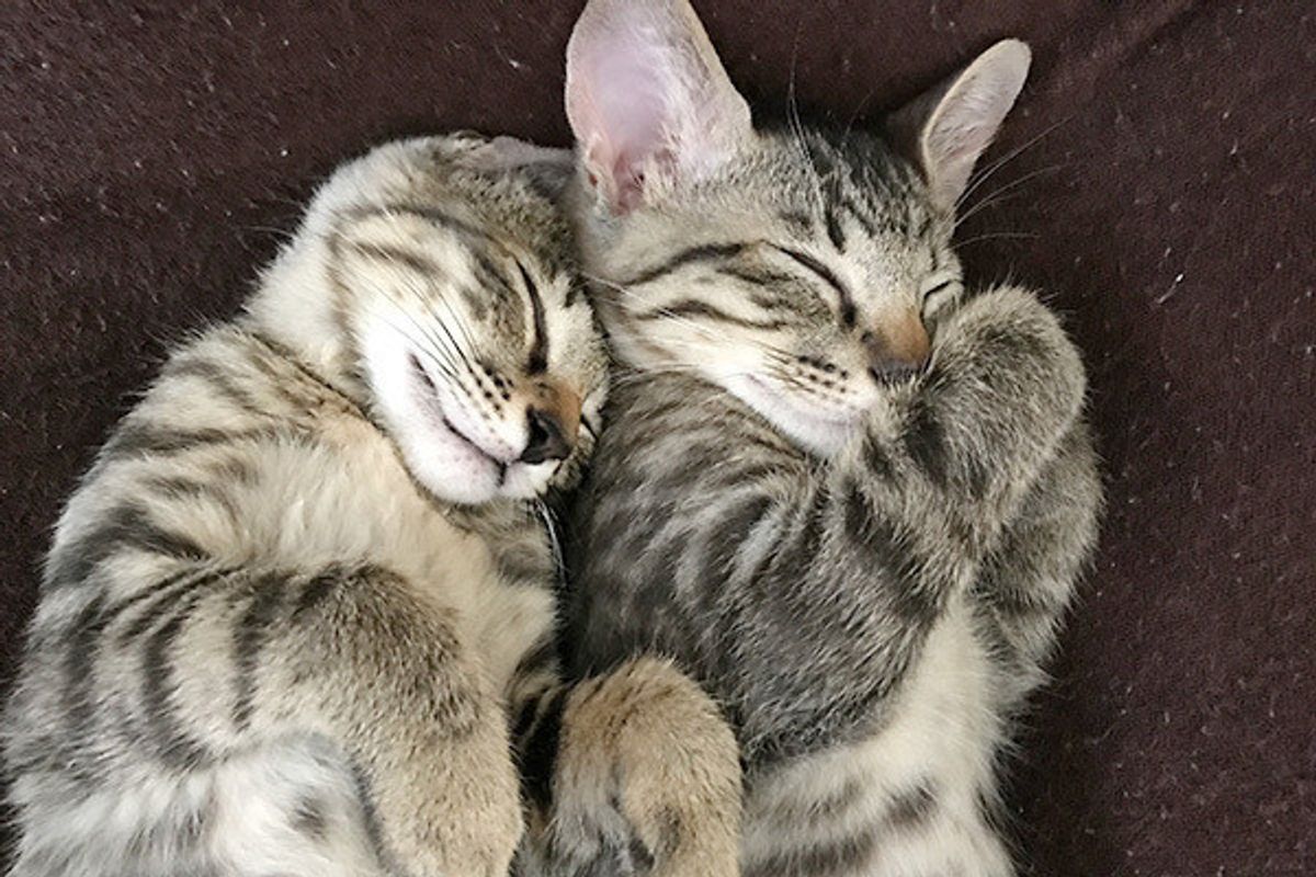 愛猫に月々かけている金額は 飼い主さんの リアルな経済事情 ねこのきもちweb Magazine 愛猫に月々かけている金額は 飼い主さんの リアルな経済事情 ねこのきもちweb Magazine