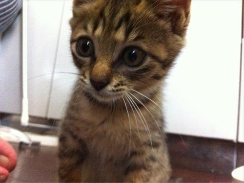 画像提供／古坂大魔王さん