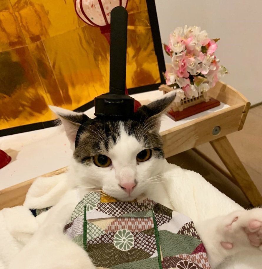 お内裏様になったよつばくん