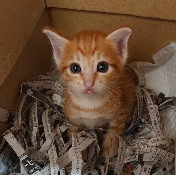 茶トラのかんかんくん