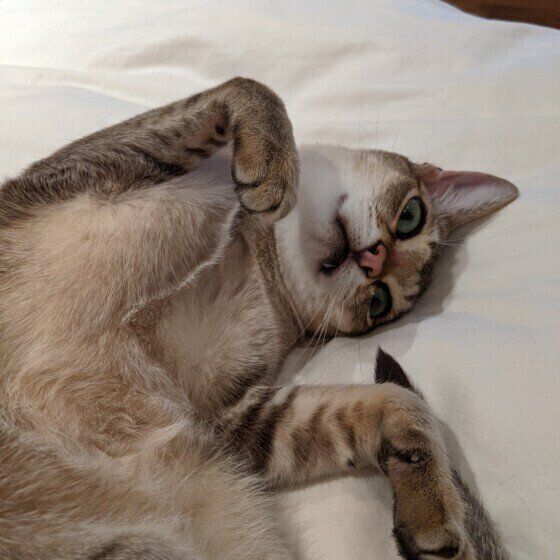 ごろんと遊びに誘うシンガプーラの豆太郎くん