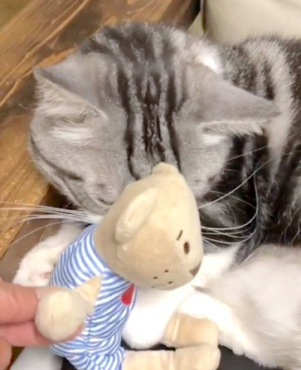 ぬいぐるみを抱えるマンチカン