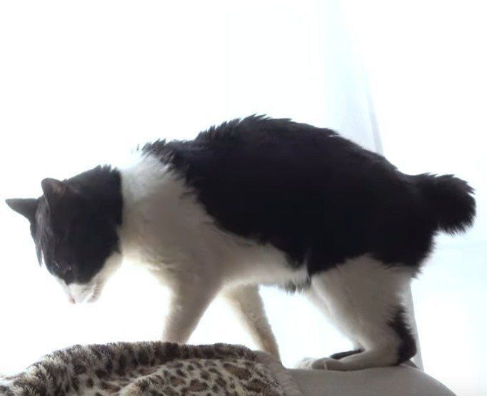 短い尻尾がチャームポイントの元気くん