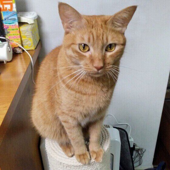 爪とぎの上に座る茶トラ猫