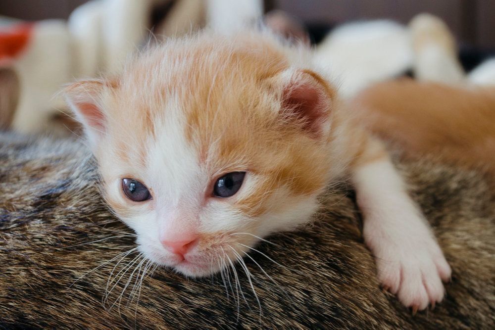 撮影／中川文作