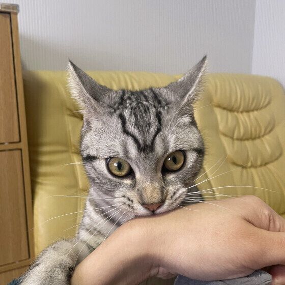 アメリカンショートヘア　  めめ  