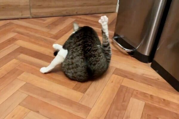 起き上がり毛づくろいすることちゃん