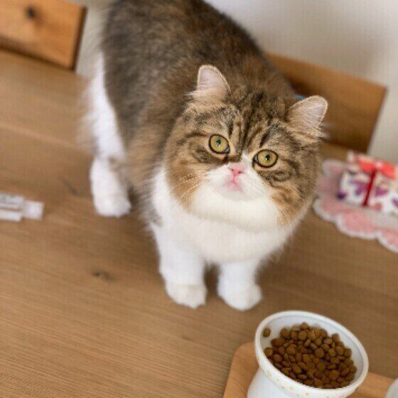 ひなちゃんとごはん