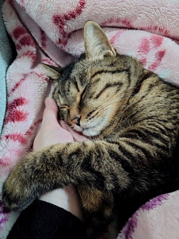 飼い主さんの手が大好きなマリアちゃん