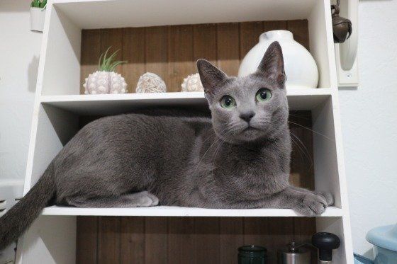 ロシアンブルー