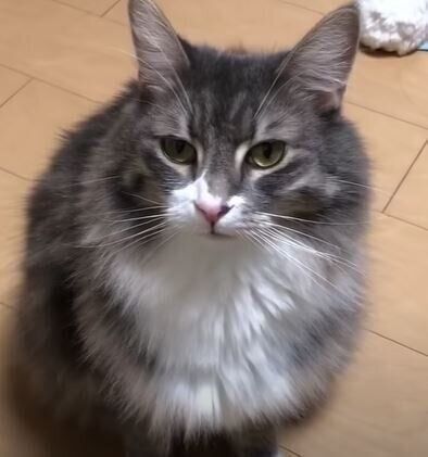 猫　ノルウェージャンフォレストキャット