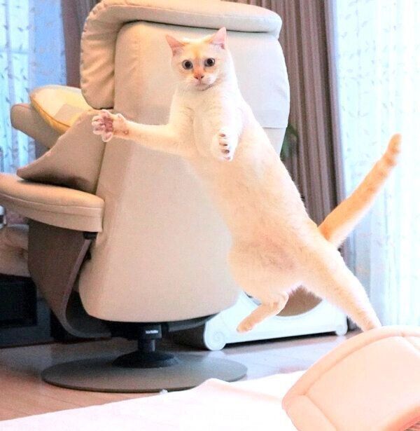 ポーズを決めるチャコたん