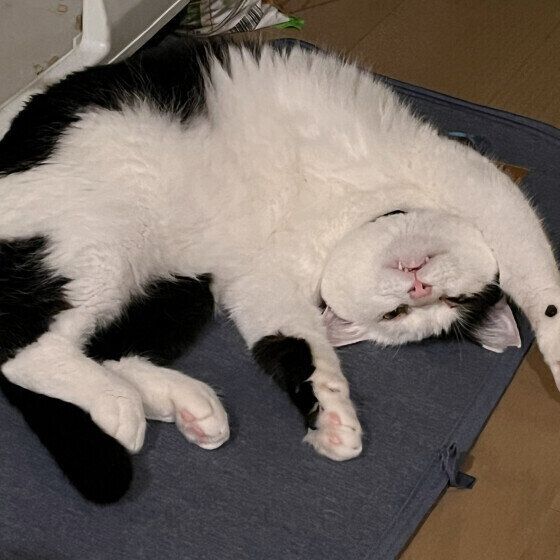 黒白のプレストンくん